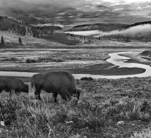 Bisonti americani, American Buffalos valle Lamar, Lamar valley, Yellowstone