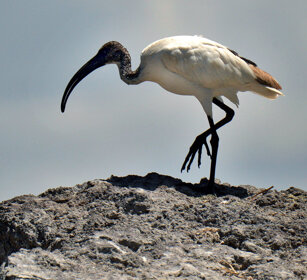 Ibis sacro (Threskiornis aethiopicus), Sacred Ibis lago Zway, lake Zway