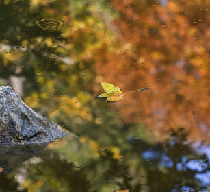 riflessi, reflections Bayerischerwald NP