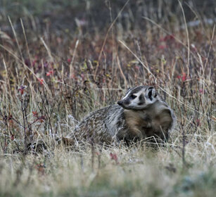 Tasso (Meles meles), Badger PN di Yellowstone, Yellowstone NP