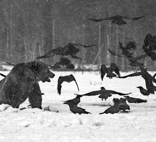 Orso bruno e Corvi imperiali Brown Bear and Ravens Finlandia, Finland