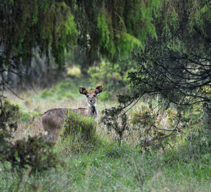 giovane di Nyala di montagna, Tragelaphus buxtoni juvenile Mountain Nyala, Dinsho forest