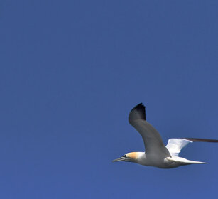 Sula, Gannet Norvegia, Norway, Varanger