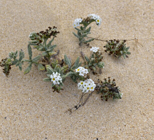 vegetazione dunale, dune vegetation Fuerteventura
