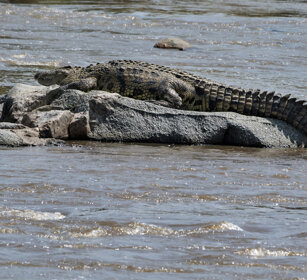 Coccodrillo (Crocodylus niloticus), fiume Mara Nile Crocodile, Mara river