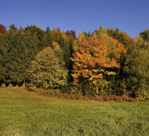 Bosco, wood Bayerischerwald NP