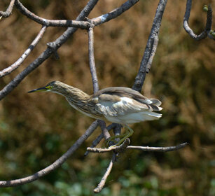Sgarza ciuffetto (Ardeola ralloides) Squacco Heron lago Zway, lake Zway