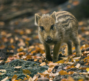 Cinghialetto (Sus scropha), juvenile Wild Boar Bayerischerwald NP