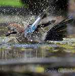 Ghiandaia (Garrulus glandarius), Jay Castelletto Merli (Al)