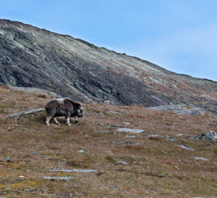 Bue muschiato juv. (Ovibos moschatus), Muskox cub parco nazionale di Dovrefjell, Dovrefjell NP