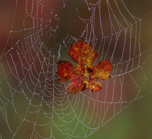 foglia di vite, vine's leaf