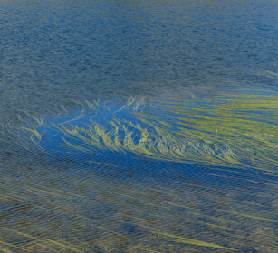 vegetazione lacustre, lake vegetation valle Susa, lago Toures. Susa valley, Toures lake