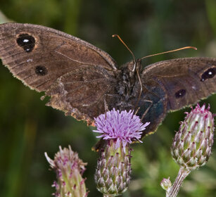 Satyrus ferula