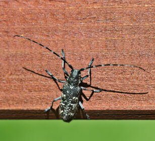 Monochamus sutor, Small White-marmorated Longicorn Oulx (To)