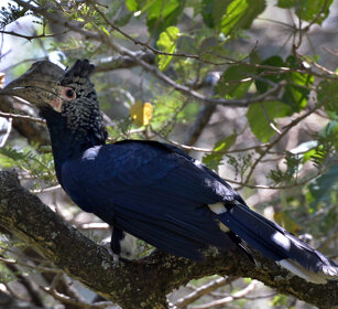 Bucero guanceargentate (Bycanistes brevis) Sylvery-cheeked Hornbill, lago Awasa, lake Awasa