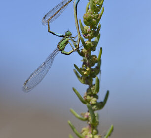 Damigelle delle Canarie (Ischnura sahariensis) Bluetails, Lanzarote