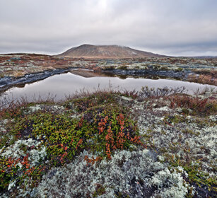 paesaggio, landscape parco nazionale di Dovrefjell, Dovrefjell NP