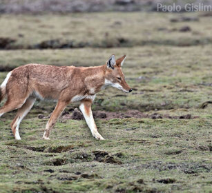 Lupo del Simien (Canis simiensis), Simien Wolf Sanetti plateau