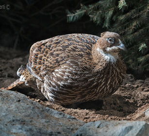 Lofoforo splendente, Himalayan Monal femmina, female