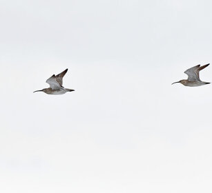 Chiurli piccoli, Whimbrels Norvegia, Norway, Varanger