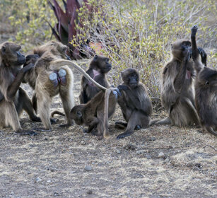 grooming, Amadriadi, Amadryas Baboons montagne del Simien, Simien mountains