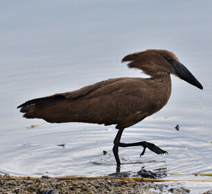 Umbretta (Scopus umbretta), Hamerkop lago Awasa, lake Awasa