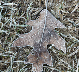 foglia brinata, leaf covered with frost