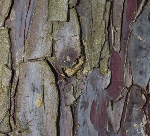 corteccia, bark