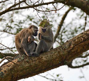 Cercopiteco Uganda