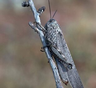 Locusta egiziana (Anacridium aegyptium) Egyptian Grasshopper