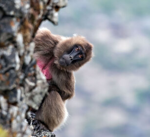 Gelada, Gelada Baboon Debre Libanos