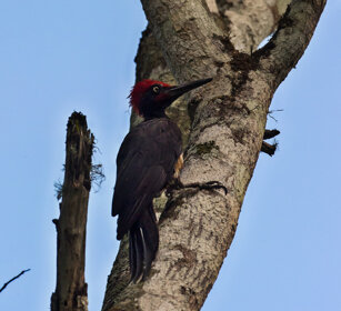Picchio nero indiano (Dryocopus javensis) White-bellied Woodpecker, Nagarhole NP, Karnataka