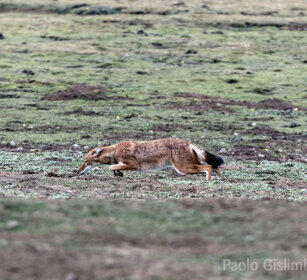 Lupo del Simien (Canis simiensis), Simien Wolf caccia, hunting, Sanetti plateau