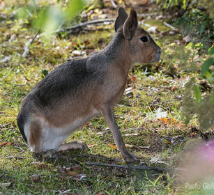 Lepre della Patagonia, Patagonian Mara