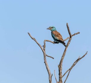 Ghiandaia marina (Coracias garrulus) Roller Ghiandaia marina (Coracias garrulus) Roller