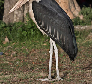 Marabù (Leptoptilos crumeniferus) Marabou Stork lago Awasa, lake Awasa