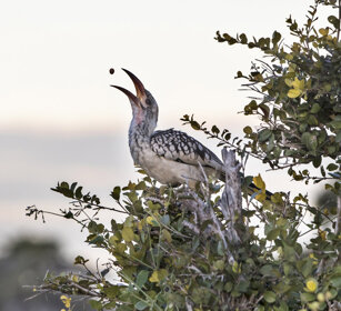 Bucero beccorosso (Tockus erhythrorhynchus) Red-billed Hornbill, Etosha NP