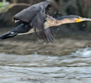 Cormorano (Phalacrocorax africanus) Long-tailed Cormorant, lago Zway, lake Zway