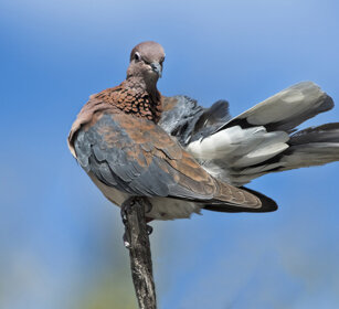 Tortora del Capo (Streptopelia capicola) Ring-necked Dove