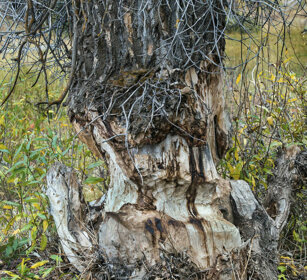 lavoro di Castori, Beavers work Schwabacher landing, Grand Teton range