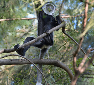 piccolo di Guereza bianco nero (Colobus guereza) juvenile Abyssinian black-and-white Colobus-monkey, lago Awasa, lake Awasa
