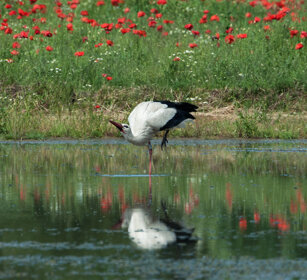 Cicogna bianca Ciconia ciconia, White Stork Racconigi (Cn)