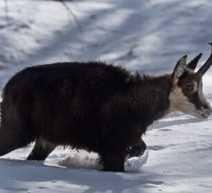 Camoscio (Rupicapra rupicapra), Alpine Chamois Valle d'Aosta, Aosta Valley