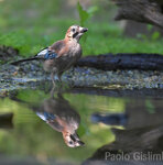 Ghiandaia (Garrulus glandarius), Jay Castelletto Merli (Al)