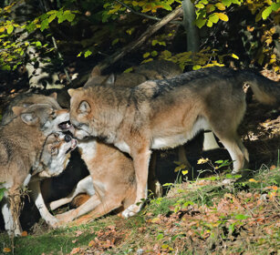 Lupi (Canis lupus), Wolves Bayerischerwald, Germania, Germany