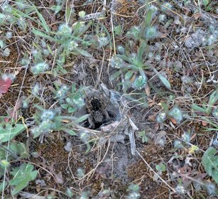 Ragno (Eusparassus walckenaeri) Huntsman Spider