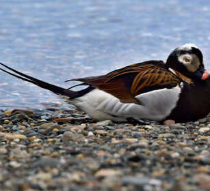 Moretta codona, Long-tailed Duck Norvegia, Norway, Varanger