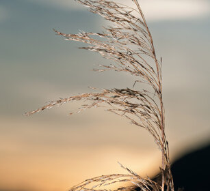 canna palustre, ditch reed