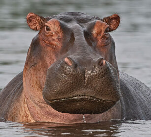 Ippopotamo Uganda