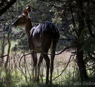femmina di Nyala di montagna (Tragelaphus buxtoni) female Mountain Nyala, Dinsho forest